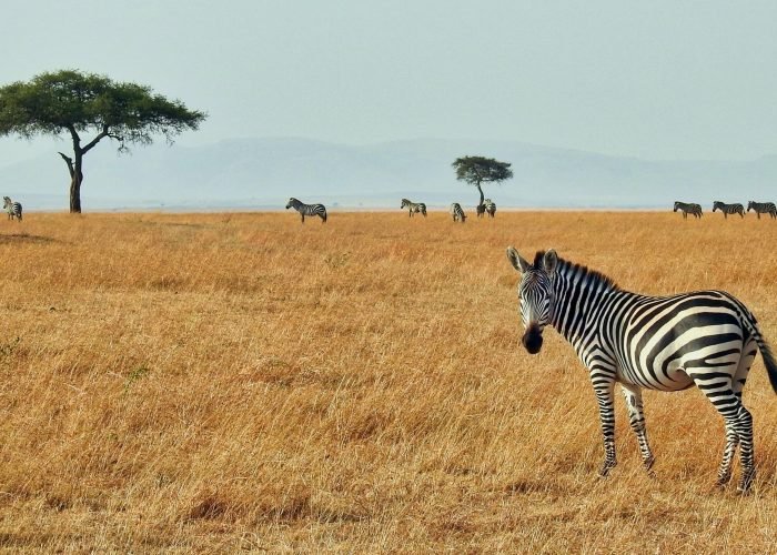 African safari scene with zebras grazing in the natural beauty of South Africa.